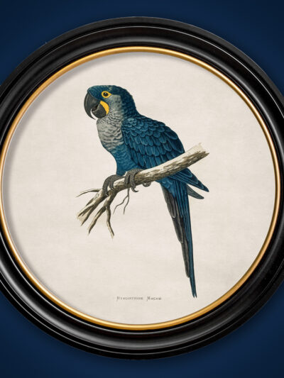 Blue Macaw print in black and gold round frame