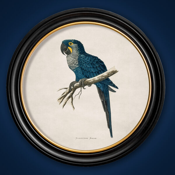 Blue Macaw print in black and gold round frame
