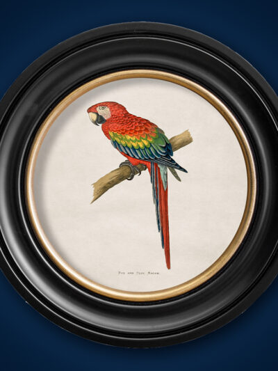 Red & Blue Macaw print in black and gold round frame
