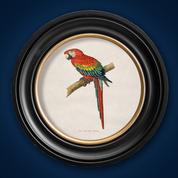 Red & Blue Macaw print in black and gold round frame