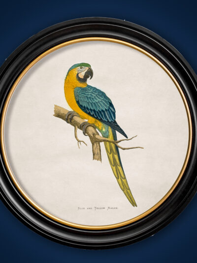 c.1884 Macaw Print in Round Frame - Blue & Yellow (Light)