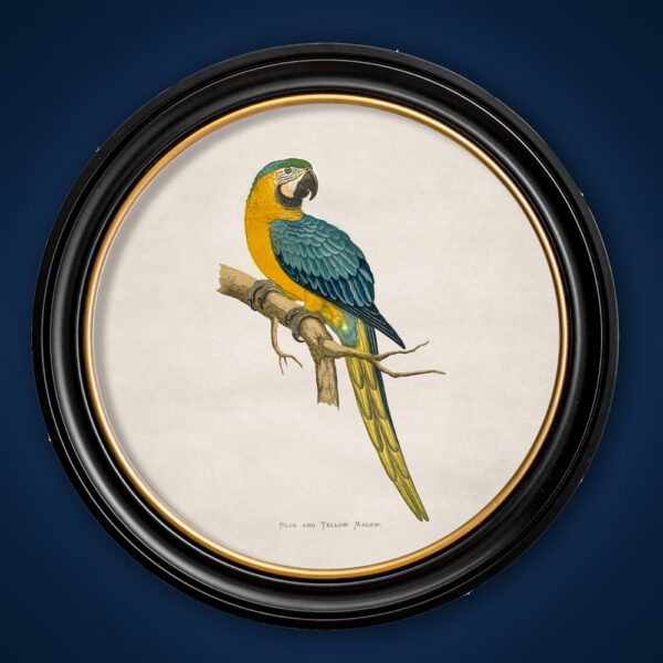 c.1884 Macaw Print in Round Frame - Blue & Yellow (Light)