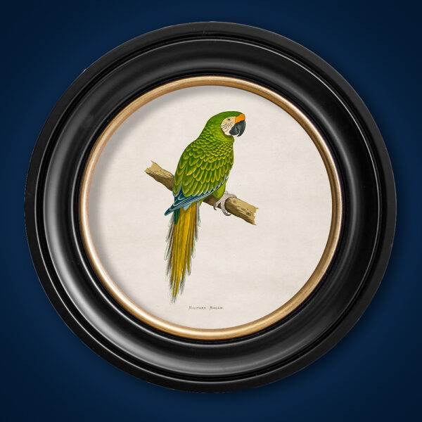 Green Macaw Print in round gold and black frame
