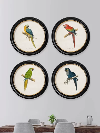 c.1884 Macaw Print in Round Frame - Set of Four (Light)