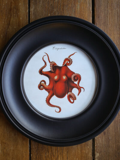 Octopus print in round frame