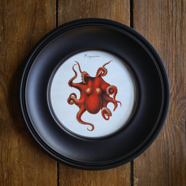 Octopus print in round frame