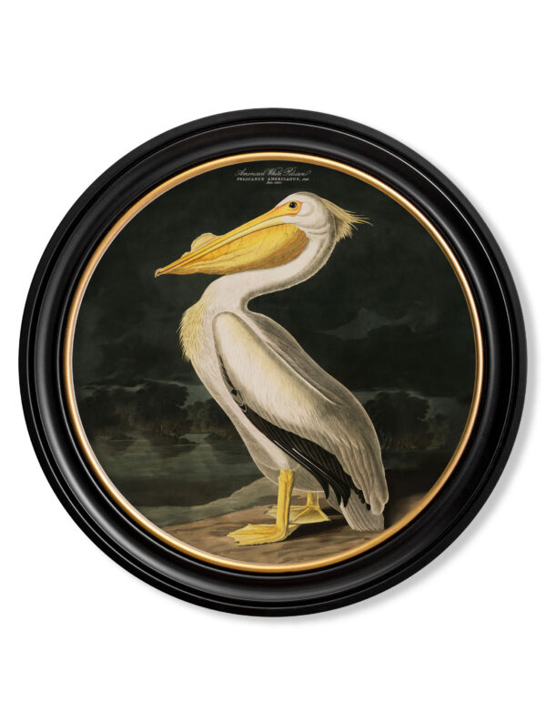 c.1838 Pelican Print in Round Frame - Image 2