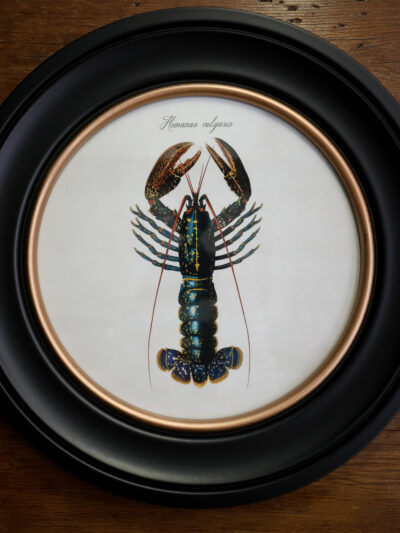 c.1876 Lobster Print in Round Frame - 44cm