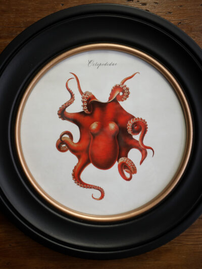 c.1876 Octopus Print in Round Frame - 44cm