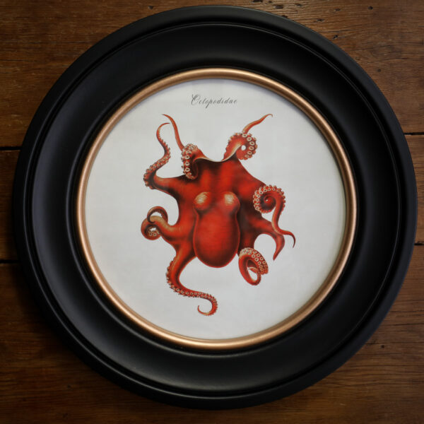 c.1876 Octopus Print in Round Frame - 44cm
