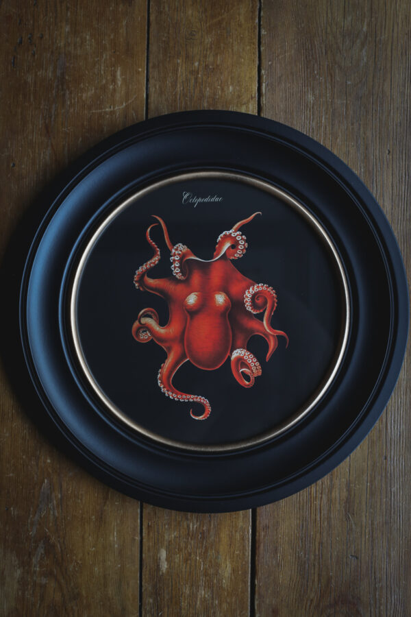 c.1876 Black Octopus Print in Round Frame - 44cm